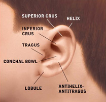 ear anatomy